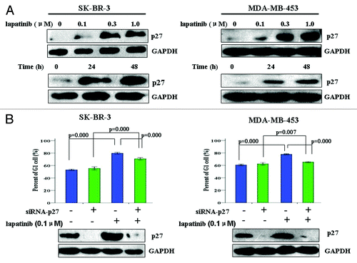 Figure 2. Lapatinib-induced G1 arrest in EGFR+/HER2+ breast cancer cell lines is dependent on p27. (A) SK-BR-3 and MDA-MB-453 cells were treated with various concentrations of lapatinib for 24 h, or 0.1 µM lapatinib for indicated time, and p27 protein levels were determined by western blot. (B) SK-BR-3 and MDA-MB-453 cells were transfected with control or p27 siRNA for 48 h, and treated with DMSO or 0.1 µM lapatinib for additional 24 h. Western blot was performed to determine the efficiency of p27 knockdown, and cell cycle distribution was quantified by flow cytometry analysis.