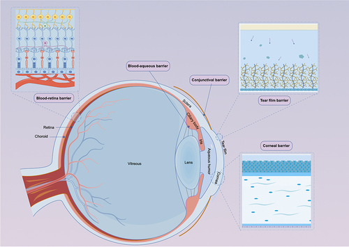 Figure 3 Schematic illustration showing the ocular barriers of drug delivery to the lens.