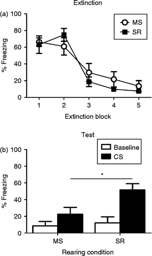 Figure 1.  (a) Mean ( ± SEM) levels of CS-elicited freezing during five blocks (six CS presentations in each block) of extinction training in MS (open circles; n = 11) and SR (closed squares, n = 10) adolescent rats. Regardless of rearing condition, rats showed high levels of freezing at the start of extinction that decreased across blocks. (b) Mean ( ± SEM) levels of baseline (white bars) and CS-elicited (black bars) freezing in MS and SR rats at test. * indicates a significant difference in CS-elicited freezing between groups. Baseline fear is low in both rearing conditions but higher levels of CS-elicited fear are present in the SR adolescent rats than the MS adolescent rats.