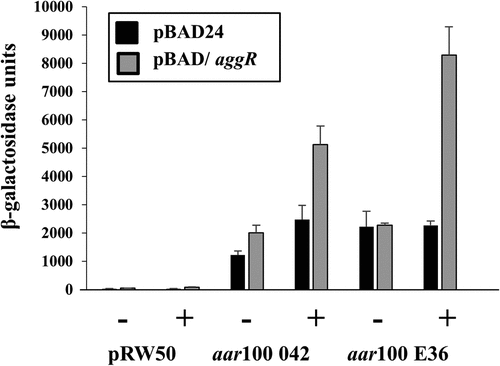 Figure 6. Activity of the aar promoter from EAEC strains 042 and E36. The figure illustrates measured β-galactosidase activities in E. coli K-12 BW25113 ∆lac cells, containing pRW50 carrying aar100 promoter fragments from EAEC strains 042 and E36. Cells also carried either pBAD/aggR (gray bars) or pBAD24 (black bars) and were grown in LB medium in the presence (+) or absence (-) of 0.2% arabinose. β-galactosidase activities are expressed as nmol of ONPG hydrolyzed min−1 mg−1 dry cell mass. Each activity is the average of three independent determinations and standard deviations are shown for all data points