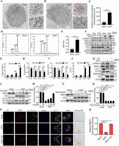 Figure 6. AMPK-MTOR axis regulated autophagy contributes to the degradation of SIRT3 during NDV infection. (A and B) A549 cells were either mock treated or infected with NDV Herts/33 strain at an MOI of 1. Electron microscopy images revealed the mitochondrial ultrastructure. In the zoomed images, typical elongated tubular mitochondria in mock cells and fragmented elliptic mitochondria engulfed with membrane-like vesicles in NDV- infected cells were observed. (C) Quantification of the mitophagosome-like vesicles per cell. Scale bar: 2 μm. (D) Adenylates AMP, ADP, and ATP were determined via HPLC following either mock treatment or NDV infection at 18 h. (E) AMP:ATP ratios in mock versus NDV-infected A549 cells. (F) p-PRKAA, PRKAA, p-MTOR, MTOR, LC3, SQSTM1, and ACTB protein levels were determined via western blot. (G-J) Quantification of p-PRKAA:PRKAA ratio, p-MTOR:MTOR ratio and quantification of SQSTM1, LC3-II:I ratio. (K) Western blot showing p-PRKAA, PRKAA, LC3 and SQSTM1 expression in NDV-infected cells (18 hpi) treated with AMPK inhibitors, CC. (L and M) A549 cells were either mock treated or infected with NDV Herts/33 strain at an MOI of 1. Western blot showing SIRT3 expression in NDV-infected cells (18 hpi) treated with autophagy inhibitors: CQ for the final 6 h. CQ was added at 1, 10, and 50 μM after NDV infection at an MOI of 1. Mock samples were treated in the presence or absence of CQ (50 μM) and quantification of SIRT3. (N and O) Treated with protease inhibitor MG132 for the final 6 h. MG132 was added at 1, 5, and 10 μM after NDV infection at an MOI of mock samples were treated in the presence or absence of MG132 (10 μM) and quantification of SIRT3. (P) Immunofluorescence of mock, NDV, and NDV+CQ (50 μM for the final 6 h) infected A549 cells stained for NP, SIRT3, and LysoTracker. (Q) Quantification of SIRT3 fluorescence intensity. White boxed regions in the panels are enlarged. Scale bar: 10 μm, Data are mean ± SEM, all data are from three independent experiments, ** p < 0.01, *** p < 0.001, # p > 0.05.