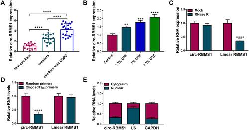 Figure 1 Circ-RBMS1 is highly expressed in COPD patients and CSE-induced 16HBE cells. (A) Detection of circ-RBMS1 expression level in blood samples of non-smokers, smokers and smokers with COPD using qRT-PCR. (B) qRT-PCR analysis of circ-RBMS1 expression in 16HBE cells exposed to 1.5%, 3%, and 4.5% CSE for 24 h. (C) qRT-PCR analysis of circ-RBMS1 expression in 16HBE cells treated with RNase R or Mock. (D) The expression of circ-RBMS1 and linear RBMS1 mRNA by qRT-PCR in reverse transcription using Random and Oligo(dT)18 primers. (E) qRT-PCR indicating the distribution of circ-RBMS1 in the cytoplasmic and nuclear fractions of 16HBE cells. **P<0.01, ***P<0.001, ****P<0.0001.
