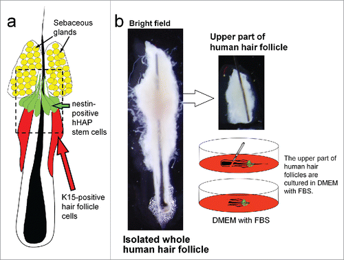 Figure 1. Isolated human hair follicle and culture of the upper follicle. a. Schema of a human scalp hair follicle shows the location of nestin-positive hHAP stem cells. b. The upper parts of human scalp hair follicles were isolated and cultured in DMEM containing 10% FBS.