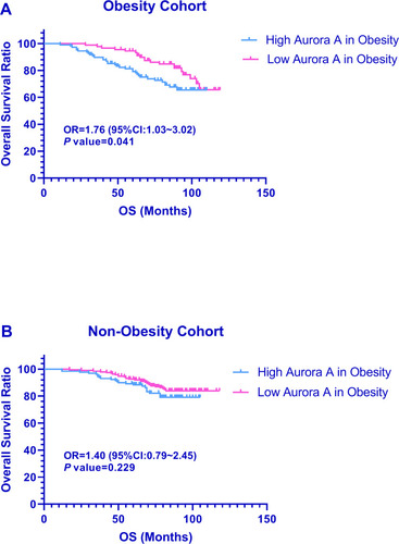 Figure 4 Prognostic significance of Aurora A expression for OS in breast cancer.Note: Kaplan–Meier survival curves for overall survival as a function of expression of Aurora A in patients with obesity breast cancer (A), and non-obesity breast cancer (B).