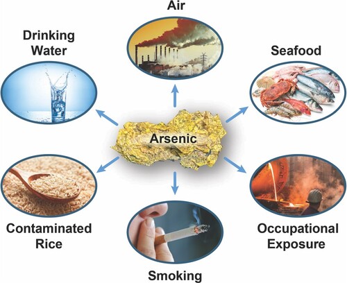 Figure 2. Main sources of exposure to arsenic for people. People can be exposed to arsenic through contaminated drinking-water and food, occupational exposures, and smoking tobacco.