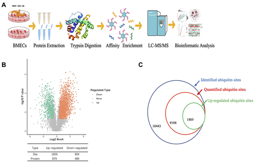 Figure 1 Quantitative profiling of the global ubiquitinome in S. agalactiae-infected BMECs. (A) Schematic diagram of the experimental process for the quantitative ubiquitinome analysis. (B) Volcano plot of the changes in protein abundance in response to S. agalactiae infection in BMECs. The ratio of average protein expression in the 3 replicates (log 2 transformed) between S. agalactiae infected-BMECs, and non-infected BMECs was plotted against the P-value from the t-test (-log 10 transformed). Proteins with P=0.05 and 1.5-fold change were selected for further investigation. The table shows the number of up and down-regulated sites and proteins identified. (C) Numbers of identified ubiquitin sites, quantified ubiquitin sites, and up-regulated ubiquitin sites.