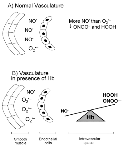Figure 1. Hb-based blood substitutes and the vascular system. (A) Under normal physiological conditions, NO acts as a vasodilator and antioxidant. There is more NO than O2·− (superoxide is kept at remarkably low levels by a high concentration of the enzyme superoxide dismutase) thus, any pro-oxidant effects of ONOO− and HOOH are suppressed by the anti-oxidant function of NO. (B) Cell-free Hb induces vasocostriction due to the scavenging of NO. In addition, the balance is disrupted, thus O2·− level exceeds NO formation resulting in the loss of the beneficial effects of NO and the concomitant formation of ONOO− and HOOH. The interactions between Hb and these oxidants may thus be detrimental to both Hb and the vasculature (adapted from reference Citation[[1]]).