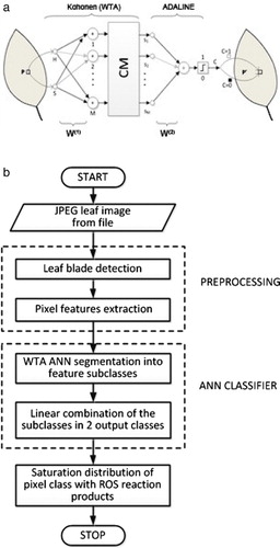 Figure 1. Leaf image analysis for the quantification of histochemically detected ROS: (a) schematic illustration of a two layer feed-forward network for the extraction of colored regions in a leaf blade. Kohonen (WTA [Winner Takes All]) – self-organized Kohonen network layer with M output subclasses, ADALINE – linear network layer with supervised learning, CM – WTA competitive module, W(1), W(2) – the weight arrays of the two network layers, H(P), S(P) – the network input data of each pixel Hue and Saturation, C(P’) =0 or 1 network output data; (b) the flowchart of the leaf image analysis algorithm. ANN, artificial neural network; ROS, reactive oxygen species.