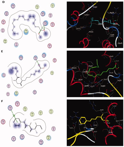 Figure 8. The two-dimensional (left panel) and three-dimensional (right panel) suggested binding modes of compounds 5 (D), 6 (E) and 7 (F) within the binding pocket of TMK (PDB: 4QGG).