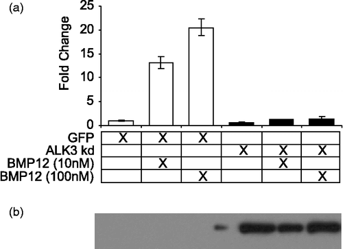 Figure 6.  Kinase dead ALK3 blocks Thbs4 induction. (a) mRNA levels for Thbs4 were determined by Taqman after treatment with kinase dead ALK3 and rhBMP12. Error bars represent SD (N = 3). (b) anti-HA western of protein extract from the infected cells to detect expression of the kinase dead ALK3.