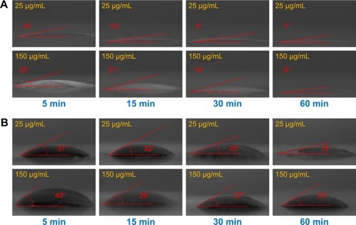 Figure 6 Contact angle profiles of trypsin–GQDs interfaces at 25 and 150 µg/mL concentrations of GQDs.Notes: (A) Water contact angle of interface from 5 to 60 min. (B) DIIO contact angle of interface from 5 to 60 min. DIIO contact was measured to calculate the surface energy of trypsin, GQDs, and their interfaces.Abbreviations: DIIO, diiodomethane; GQD, grapheme quantum dot.