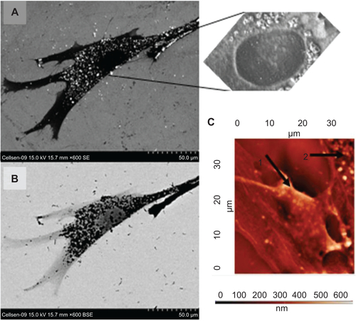 Figure S2 SEM and AFM images of cells incubated with SAMN nanoparticles.Notes: (A) Nanoparticles (white dots) on the surface, later internalized to the cell as depicted by using secondary electrons (SE). The zoomed figure shows nanoparticle aggregates situated around the nucleus, where lysosomes should be largely and mostly situated. (B) The same cell imaged by the backscattered electron mode (iron nanoparticles are shown as black dots). (C) AFM image of labeled MSCs. Fuzzy shaped SAMNs (arrow 1) internalized within the cell body (arrow 2).Abbreviations: SEM, scanning electron microscopy; AFM, atomic force microscopy; MSC, mesenchymal stromal cell; SAMN, surface-active maghemite nanoparticle; BSE, backscatter electron mode.