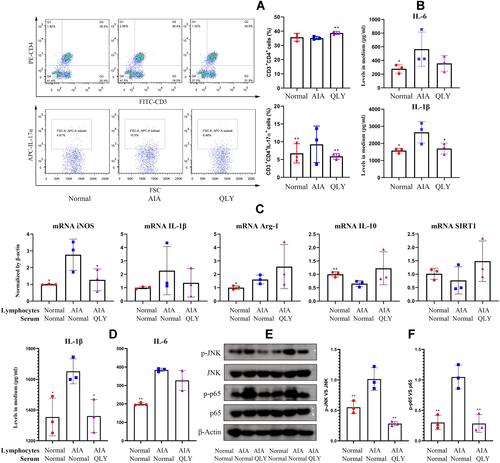 Figure 4 Interplay between lymphocytes and monocytes during QLY treatments in AIA. (A) Flow cytometry analysis of CD3+CD4+IL-17α+ Th17 cells in normal splenocytes co-cultured from monocytes from different rats; (B) levels of IL-6 and IL-1β released by splenocytes co-cultured from monocytes derived from different rats, determined by ELISA; (C) mRNA expression of iNOS, IL-1β, IL-10, Arg-1, SIRT1 in normal monocytes co-cultured with either normal or AIA lymphocytes in the presence of different rat serums assessed using RT-qPCR; (D) levels of IL-6 and IL-1β released by normal monocytes co-cultured with either normal or AIA lymphocytes in the presence of different rat serums determined by ELISA; (E) Western blot analysis of p65, p-p65, JNK, p-JNK expression in normal monocytes co-cultured with either normal or AIA lymphocytes in the presence of different rat serums; (F) quantification of assay E. Statistical significance: *p < 0.05 and **p < 0.01 compared with the cells co-cultured with immune cells derived from AIA rats.