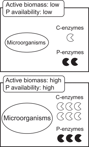 Figure 3. Schematic diagram depicting the comparison between a soil with low active microbial biomass in which low P availability increases the synthesis of phosphatase per unit biomass and a soil with high active microbial biomass in which high P availability lowers the phosphatase synthesis per unit biomass. See the text for details.