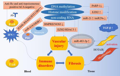 Figure 1 Epigenetic regulation in the pathogenesis of SSc. The pathogenesis of SSc is characterized by three processes: immune disorders, vascular damage and fibrosis. A large number of studies have shown that epigenetics plays a vital role in the pathogenesis of SSc. IFI44L, RSAD2, IFIT1, IRF7 and other IFN related genes are highly expressed in the blood due to hypomethylation; anti-Ro and anti-topoisomerase positive and ACA negative are related with IFN highly expression; the up-regulation of miR-618 and NRIR are also associated with IFN production. These controls have led to the high IFN expression pattern of SSc. The down-regulation of PARP-1 and miR-29a, and the up-regulation of EZH2 and miR-21 participate in the TGF-β pathway and activate fibroblasts into myofibroblasts. In addition, the decrease of BMPRII and NOS3, the increase of EZH2, HDAC5, and miR-483-5p are involved in vascular injury.
