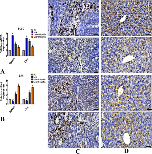 Figure 8 Effect of ICT on apoptosis markers in ENU-induced leukemic mice (A) BCL-2; (B) BAX in spleen and liver. Immunohistochemistry results show protein distribution of Bax in (C) spleen and (D) liver. Data are mean ± SD (n = 6). *P < 0.01 vs normal control, #P < 0.01 vs Leukemic group. Scale bar= 50 µm, Magnification= 400 ×.