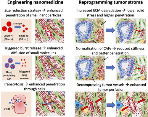 Figure 2 Diagrammatic representation of different strategies to enhance tumor penetration of nanomedicine. To enhance the penetration, either nanomedicine can be engineered or the tumor stroma can be re-programmed. Nanomedicines can be tuned by size reduction strategy in which the size of nanoparticles (NP) is reduced upon reaching the tumor site, which allows deeper penetration into the tumor. In another strategy, one may induce triggered release of drug allowing rapid diffusion of small molecules into the tumor. In the third strategy, use of a transcytosis mechanism is interesting to induce penetration of nanoparticles through endothelial cells, for example using iRGD peptide. Other approaches are based on reprogramming of tumor stroma. In this approach, one may induce degradation of ECM using enzymes such as MMPs to reduce the physical barrier and solid stress or by reducing stiffness by normalization of CAFs. These approaches help in enhancing penetration by modulating physical microenvironment. Although reduction of ECM will lead to decompression of blood vasculature, relaxation of blood vessels using anti-hypertensive agents can induce tumor blood perfusion.