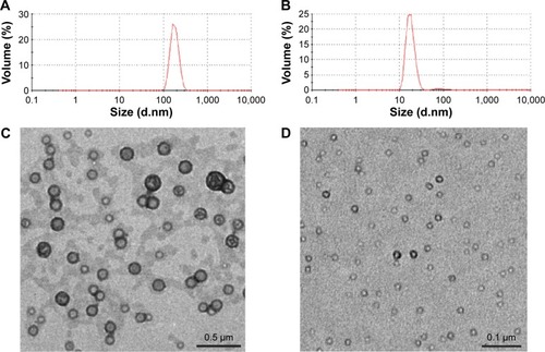 Figure 2 Characteristics of SN38–polymer conjugate micelles.Notes: Particle diameter and size distribution of mPEG2K–SN38 (A) and mPEG2K–PLA1.5K–SN38 (B) micelles were obtained from dynamic light scattering. (C, D) TEM images of mPEG2K–SN38 and mPEG2K–PLA1.5K–SN38.Abbreviations: mPEG, methoxy poly(ethylene glycol); PLA1.5K, poly(lactide); SN38, 7-ethyl-10-hydroxy camptothecin; TEM, transmission electron microscopy.