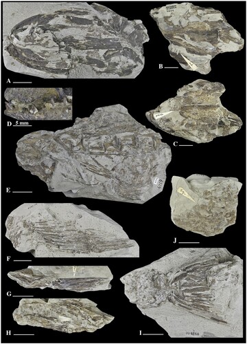Figure 3. Eothyrsites holosquamatus Chapman, composite photograph of syntypes and associated material (OU 6329 a, b, OU 6332, OU 6854 a, b, c, d). Key to image: A, partial skull, OU 6854 c; B, piece containing lower jaw and opercular elements, part of tooth-bearing mandible labelled by Chapman, OU 6854 d; C, reverse side of OU 6854 d with preopercular labelled; D, close-up of maxillary teeth, OU 6854 a; E, abdominal region including vertebrae, rays, scales and small anal? fin, OU 6329 a; F, pectoral fin, OU 6854 a; G, partial pectoral fin labelled by Chapman, OU 6332; H, partial? fin, reverse side of OU 6332; I, caudal endoskeleton, OU 6854 b; J, trunk portion with scales labelled by Chapman, OU 6329 b. Note B, C, E, G, H and J were examined by Chapman (Citation1935). All scale bars 20 mm unless indicated otherwise.