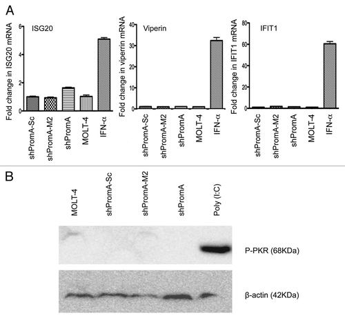 Figure 6 No significant off-target effects are induced by shPromA as determined by IFNα response genes and activation of PKR. (A) Three IFNα response genes (ISG20, Viperin and IFIT1) were not elevated in cells transduced with shPromA. The fold change for each mRNA is shown. Mean and standard error mean are plotted from triplicate experiments and the data was normalized to the value from MOLT-4 cells. The positive control was generated by treatment of cells for 24 h with IFNα (500 IU/mL). (B) Activation of phosphorylated PKR was not detected in shPromA-transduced cells. Western blot data were obtained from 150 µg of cellular extract. β-actin was used as loading control. Treatment with poly (I:C) (10 ng/mL for 6 h) was used as a positive control.