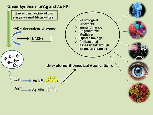 Figure 7 Unexplored biomedical applications of Green Synthesized Ag and Au NPs.