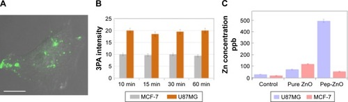 Figure 4 (A) An image showing pep-ZnO NPs endocytosed by U87MG cells through integrin receptors. The background was adjusted to clearly delineate the cell periphery. The scale bar corresponds to 50 µm. (B) The mean fluorescence intensity of peptide functionalized ZnO NPs (pep-ZnO) for MCF-7 and U87MG cells at different incubation times. (C) ICP-MS measurements for MCF-7 and U87MG cells exposed to pristine and pep-ZnO NPs for 24 hrs confirmed that ZnO NPs uptake was >5 times higher for U87MG exposed to pep-ZnO NPs.