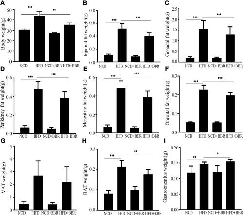 Figure 1 The changes of body weight (A), inguinal fat weight (B), gonadal fat weight (C), peri-kidney fat weight (D), mesenteric fat weight (E), omental fat weight (F), VAT weight (G), SAT weight (H), and gastrocnemius weight (I) among the NCD, HFD, NCD+BBR, and FHD+BBR groups. *P<0.05; **P<0.01; ***P<0.001.