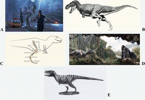 FIGURE 3: Reconstructed images of T. rex in the newer more horizontal posture. (A) T. rex as depicted in the first Jurassic Park film (1993). © 2012 Universal Studios; used by permission. (B) T. rex as depicted by artist Gregory Paul. From CitationPaul (1988). © 2012 Gregory S. Paul; used by permission. (C) T. rex posture as sketched by CitationHutchinson and Gatesey (2006). © 2012 Nature Publishing Group; used by permission. (D) T. rex as depicted in the King Kong (2005). © 2012 Universal Studios; used by permission. (E) Reconstruction of T. rex by Matt Smith. From CitationFarlow et al. (1995). Used by permission of the Society of Vertebrate Paleontology.