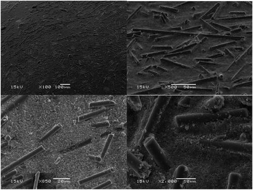 Figure 4. SEM images of an ethanol-treated surface of SFRC at different magnifications.