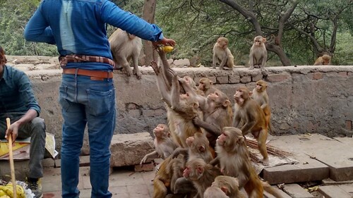 Figure 3. Provisioning macaques. The makeshift stall of a banana vendor is on the left (Photo: Maan Barua).