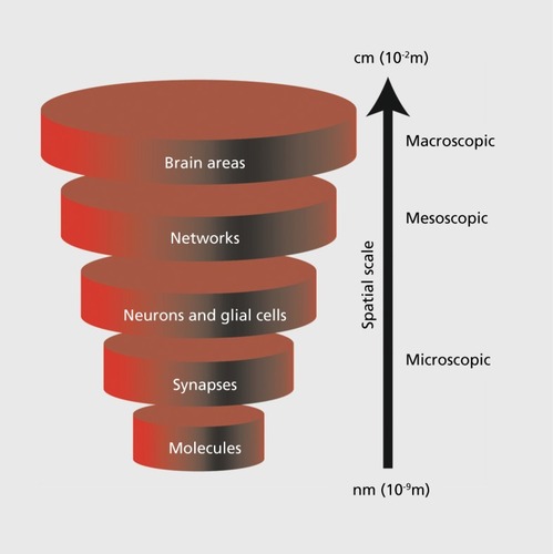 Figure 1. Vertical integration of spatial scales from molecules (nanometer scale) all the way to the whole brain (centimeter scale). Integration of findings from the study of the brain at these different levels may represent the most promising approach to understand how neural activity gives rise to behavior and how impaired neural activity causes disease. This review focuses on the network level (at the mesoscopic scale) that is sandwiched between the microscopic and the macroscopic levels.