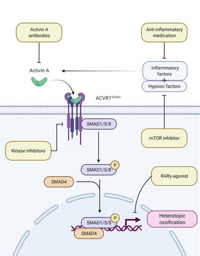 Figure 3 Pathological pathway leading to heterotopic ossification and possible treatment strategies.