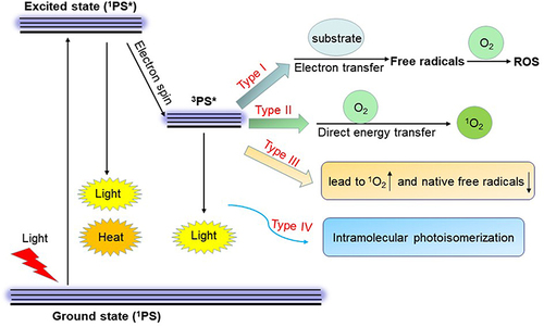 Figure 1 Mechanisms of action of photodynamic therapy. Following light absorption, excited state 3PS* reacts with O2 to produce ROS and 1O2 (type I and II reactions). Type III PSs combine properties leading to the generation of 1O2 and reduction of native free radicals in target cells. Type IV mechanism involves a structural change from excited state 1PS* by photoisomerization to enable molecular target binding of the activated PS* to its cellular target site. (* represents the excited state).