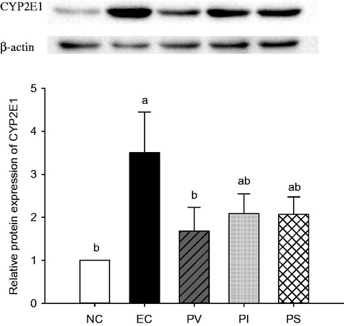 Figure 3. Effects of persimmon vinegar and its fractions on hepatic cytochrome P450 2E1 (CYP2E1) expression in alcohol-administered rats. Wistar rats were pretreated with PV and its fractions by gavage feeding for 4 weeks before ethanol administration. NC, normal control, water; EC, water + 50% ethanol-treated control; PV, 100 mg/kg BW total concentrate of PV + 50% ethanol; PI, 100 mg/kg BW ethanol-insoluble fraction of PV + 50% ethanol; PS, 100 mg/kg BW ethanol-soluble fraction of PV + 50% ethanol. Results represent the mean ± SE from three independent experiments. Values with different letters within the row are significantly different at p < 0.05 levels by a Duncan’s multiple range test.