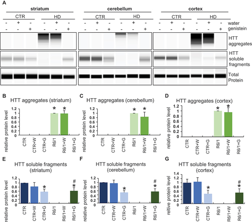 Figure 8. Reduction of levels of HTT aggregates in the brains of HD mice treated with genistein. HD mice (the R6/1 model) or control animals (the C57BL/6J line) were either untreated, treated with water, or treated with genistein (at the final dose of 150 mg/kg/day), starting from the age of 16 weeks. Levels of HTT were measured in the striatum, cerebellum, and cortex of the brains of mice at the age of 36 weeks. Panel A shows representative western blots. Panels B-G represent quantification of the results, shown as mean values from measurements performed with 6 mice in each group with error bars indicating SD. HTT levels were normalized to the total protein amount. Statistically significant differences (at p < 0.05) relative to untreated control (CTR) mice and HD mice (the R6/1 line) are indicated by asterisks and hashtags, respectively.