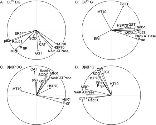 Figure 2. Partial Least Squares-Discriminant Analysis (PLS-DA) correlation circles for copper exposure in the A, digestive gland and the B, gills, and for benzo[α]pyrene exposure in the C, digestive gland and the D, gills plotted on a factorial plane. Orientation of the vectors describes the relationship between genes and how each gene describes the axes.