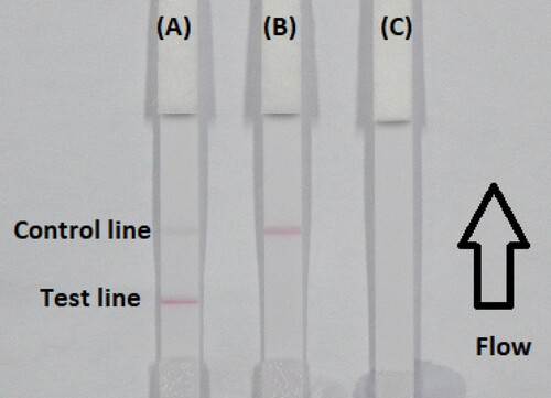 Figure 2. Illustration of typical strip test results. If the sample is negative (A), a positive result could be indicated only if the control line appears (B), and if the control and test line does not appears (invalid) (C).