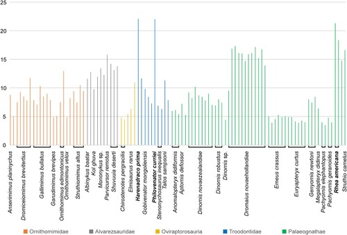 FIGURE 7. Metatarsal proportions of arctometatarsalian theropods and palaeognaths. Omitted taxa from left to right: Archaeornithomimus asiaticus, Harpymimus okladnikovi, Ornithomimus sp., Ceratonykus oculatus, Linhenykus monodactylus, Nemegtonykus citus, Citipes elegans, Avimimus portentosus, Daliansaurus liaoningensis, Liaoningvenator curriei, Linhevenator tani, Tochisaurus nemegtensis, Aptornis otidiformis, and Rhynchotus rufescens. The y-axis indicates the length/width ratio of metatarsus (metatarsus maximum length / metatarsus transverse width at mid-shaft). The metatarsal proportions of Harenadraco prima, Philovenator curriei, and one specimen of Rhea americana only exceed 20. Please see Table S2 for the metatarsal proportion of each taxon.