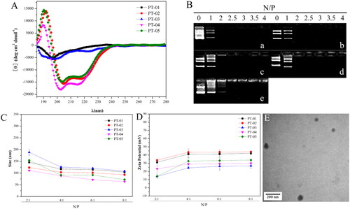 Figure 1. (A) The CD spectra of all peptide vectors at a concentration of 50 μmol L−1 in a 50% solution of trifluoroethanol/PBS. (B) Agarose gel electrophoresis assay of (a) PT-01, (b) PT-02, (c) PT-03, (d) PT-04 and (e) PT-05 with different N/P ratios. (C) Particle size and (D) zeta potential of peptide/pGL3 complexes with different N/P ratios. (E) TEM images of PT-02/pGL3 complex with an N/P ratio of 4. The scale bar represents 200 nm.