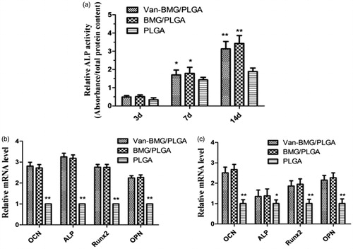 Figure 8. Evaluation of osteogenic differentiation. (a) In vitro ALP activity of hBMSCs cultured on the scaffolds for 3, 7 and 14 days. (b,c) RT-PCR analysis of osteogenesis-related genes expressions by hBMSCs on days 7 and 14. *p < .05 compared with PLGA group; **p < .01 compared with PLGA group.