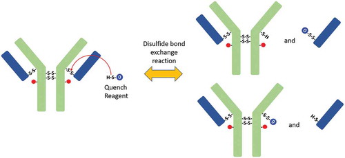 Scheme II. Disulfide bond exchange reaction. The free thiol of quenching reagent reacts with disulfide bond in ADC, which breaks the disulfide bond in ADC and attaches quenching reagent to heavy chain or light chain.