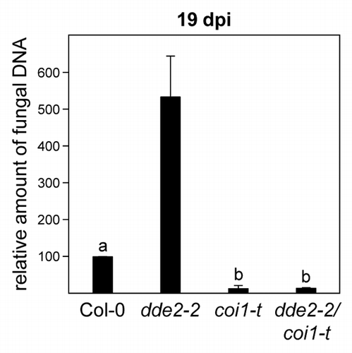 Figure 2. Fungal biomass of Verticillium longisporum-infected wild-type, dde2–2, coi1-t, and dde2–2 coi1-t plants. Relative quantification of fungal biomass by real-time PCR on DNA extracted from petioles of V. longisporum-infected wild-type, dde2–2, coi1-t, and dde2–2 coi1-t plants at 19 d post inoculation (dpi). Amplification values for fungal internal ribosomal spacer regions were normalized to the abundance of Arabidopsis Actin8 sequences. Relative amounts of fungal DNA were set to 100% for the wild-type. Bars indicate means (+/− SEM) of 3 to 4 biological replicates. Each replicate represents a pool of 4 plants. Different letters indicate significant differences at P < 0.001 (one-way ANOVA followed by Tukey-Kramer multiple comparison test) between V. longisporum-infected Col-0, coi1-t, and dde2–2 coi1-t plants. Inoculation procedures, determination of fungal DNA, and genotypes are described in Ralhan et al. 2012Citation1 and Köster et al. 2012.Citation5
