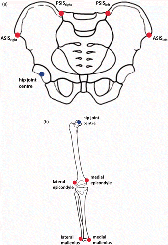 Figure 4. Gait analysis method marker positions. (a) Pelvic marker locations (in red). (b) Leg marker locations (in red).
