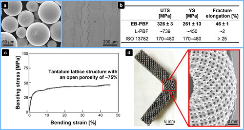 Figure 13. EB-PBF of pure tantalum (reprinted with permission from (Tang et al., Citation2020). Copyright Springer Nature). (a):Pure Ta powder with a low oxygen content of ∼90 ppm and a highly spherical particle shape produced by means of PREP. (b):Left: Microstructure of EB-PBF-printed Ta bulk materials with a relative density of ∼99.90% and columnar grains. Right: Room temperature mechanical properties (ultimate tensile strength, yield strength and fracture elongation) of Ta produced by means of EB-PBF (Konyashin et al., Citation2019) and L-PBF (Jiang et al., Citation2021). (c): Three-point bending test of an EB-PBF-built Ta lattice structure with a porosity of ∼75%. (d): After the bending test, the EB-PBF-built Ta lattice structure was bent over 90° and showed no cracks.