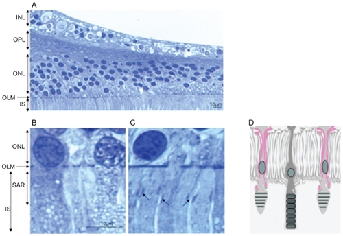Figure 8 Semithin sections of a human macula. (A) OLM in the macular region. (B) OLM in the peripheral macula. (C) OLM in the fovea. (D) Schematic hypothesis of glial extensions and potential junctions with cone outer segments.
