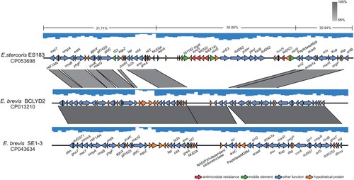 Figure 3. Identification of a genomic island (GEI) encoding tet(X14) and tet(X2) in ES183 strain. The GEI identified in ES183 inserted between genes encoding NUDIX and peptidase M28. The flanking regions of the GEI are homologous to sequences of two E. brevis genomes (CP013210 and CP043634) (>66% identity) retrieved in GenBank shown by grey shading. GC content of the GEI (36.86%) is higher than that of the flanking regions (30.94% – 31.71%) labeled on the top line. The arrows represent the transcriptional direction of the ORFs. Genes are colour-coded, depending on functional annotations: red, antimicrobial resistance; green, mobile genetic elements; blue, other functions; orange, hypothetical proteins.