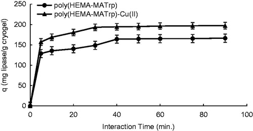 Figure 5. Effect of interaction time on adsorption of lipase onto poly(HEMA-MATrp) (Clipase: 1.5 mg/mL, pH: 6.0, temperature: 25 °C) and poly(HEMA-MATrp)-Cu(II) (Clipase: 2.0 mg/mL, pH: 7.0, temperature: 25 °C) cryogels.