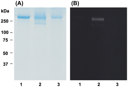 Fig. 9. Effect of OFA on nitrotyrosine formation in oxLDL.