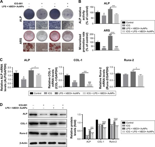 Figure 6 Effects of ICG-001 on osteogenic differentiation of hPDLCs induced by hBD3-combined AuNPs in inflammatory microenvironments.Notes: hPDLCs were treated with hBD3 (5 μg/mL), AuNPs (45 nm, 10 μM), E. coli-LPS (1 μg/mL) and ICG-001 (10 μM). (A) ALP staining on day 7 and mineralized nodules staining with ARS on day 21 and (B) ALP activity levels on day 7 and mineralized nodules activity levels on day 21. (C) ALP, COL-1, and Runx-2 mRNA expressions on day 7 analyzed by real-time PCR and (D) ALP, COL-1, and Runx-2 protein expressions on day 7 analyzed by Western blot. #P<0.05, ###P<0.001, and ####P<0.0001 compared with the control group; *P<0.05, ***P<0.001, and ****P<0.0001.Abbreviations: ALP, alkaline phosphatase; ARS, alizarin red S; AuNPs, gold nanoparticles; COL-1, collagenase-I; E. coli, Escherichia coli; hBD3, human β-defensin 3; hPDLCs, human periodontal ligament cells; PCR, polymerase chain reaction; Runx-2, runt-related transcription factor 2.