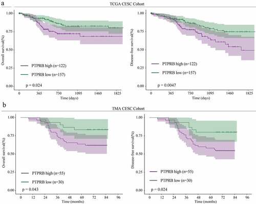 Figure 2. The prognostic value of PTPRB dysregulation in CC patients. The relationships between PTPRB expressions and survival time of CC patients from TCGA CESC cohort(a) and TMA CESC cohort(b) analyzed using the Kaplan–Meier method